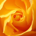 rosa gialla